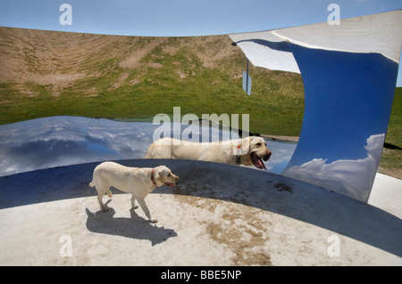 Un cane si riflette nella scultura curva C dello scultore Anish Kapoor sulla South Downs vicino Clayton per il 2009 al Festival di Brighton Foto Stock