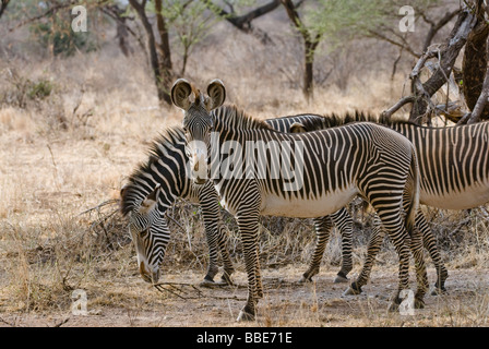 Grévy s zebra Equus grevyi SAMBURU RISERVA NAZIONALE DEL KENYA Africa orientale Foto Stock