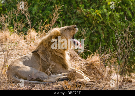 Maschio di leone Panthera leo SAMBURU RISERVA NAZIONALE DEL KENYA Africa orientale Foto Stock