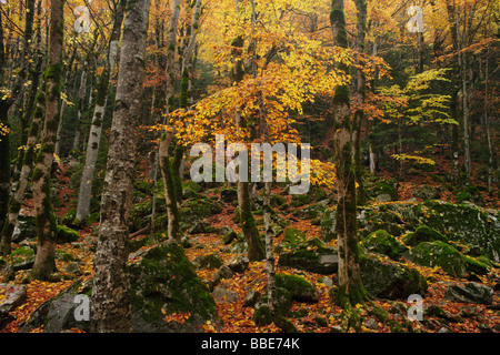 Foresta di faggio in autunno, Ordesa Valley, Pirenei spagnoli Foto Stock