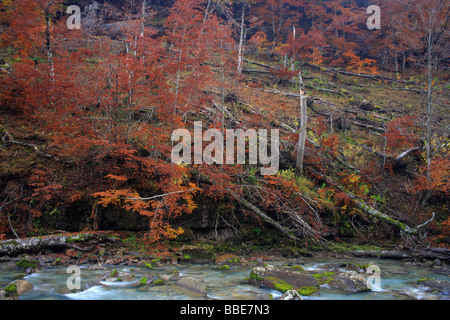 Colori autunnali in Ribereta de Arazas, Ordesa Valley, Pirenei spagnoli Foto Stock