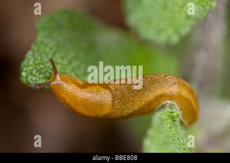 Immagine macro di una formazione di grumi sulla foglia Pulmonaria Foto Stock