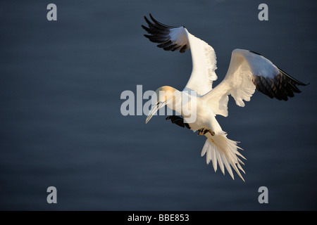 Gannett (Morus bassanus, bassana Sula) avvicinando il vivaio Foto Stock