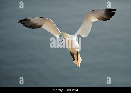 Gannett (Morus bassanus, bassana Sula) avvicinando il vivaio Foto Stock