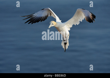 Gannett (Morus bassanus, bassana Sula) avvicinando il vivaio Foto Stock