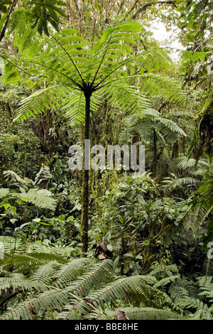 La nube densa foresta - Foresta Pluviale Sachatamia Riserva - Mindo, Ecuador Foto Stock