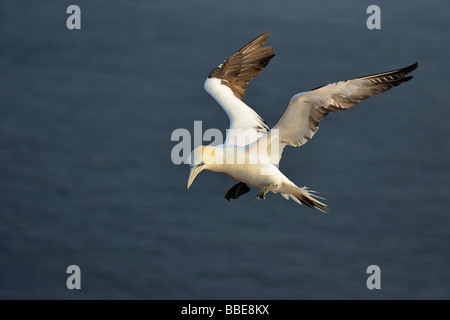 Gannett (Morus bassanus, bassana Sula) avvicinando il vivaio Foto Stock