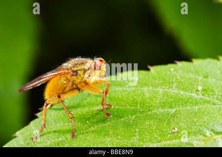 Sterco giallo Fly (Scatophaga stercoraria), maschio Foto Stock