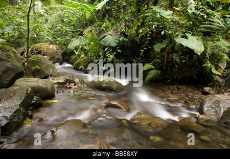 Fluente creek - Sachatamia Riserva della foresta pluviale - Mindo, Ecuador Foto Stock