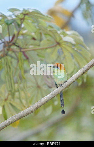 Color ruggine-crowned Motmot Foto Stock