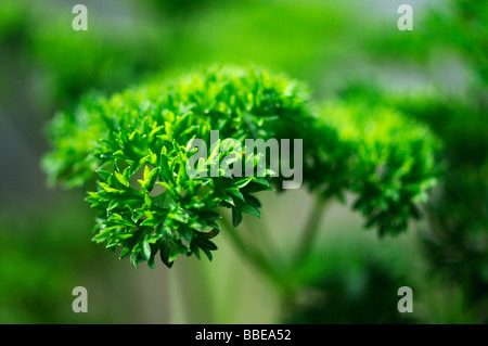 La parentesi di prezzemolo a foglia (Petroselinum crispum) Foto Stock