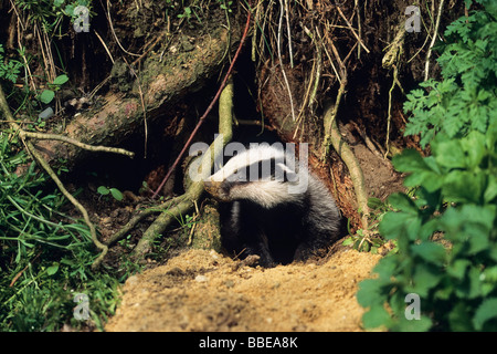 Giovani (Badger Meles meles) alla sua den, Germania, Europa Foto Stock