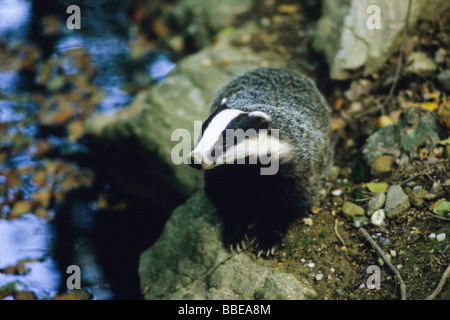 Europea (Badger Meles meles), Germania, Europa Foto Stock