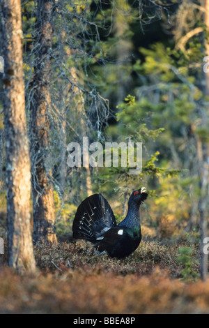 Gallo cedrone (Tetrao urogallus), legno gallo cedrone, gallo cedrone Occidentali, visualizzazione di corteggiamento, Svezia, Europa Foto Stock