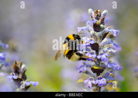 Terra di grandi dimensioni Bumblebee (Bombus terrestris) impollinare un comune Bugle (Ajuga reptans) Foto Stock