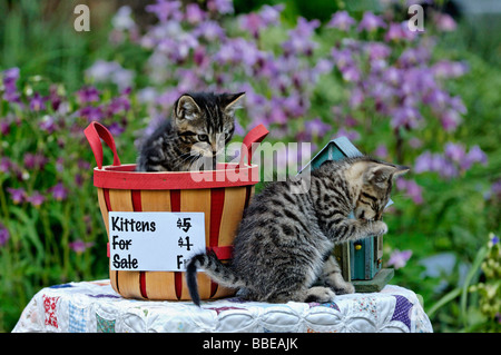 Libera i gattini nel cesto Foto Stock