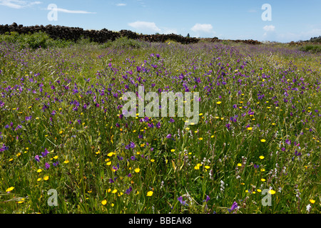 Flower prato con Viper dell Bugloss e altri fiori, la Palma Isole Canarie Spagna, Europa Foto Stock