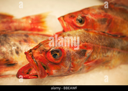 Lutiano rosso al mercato del pesce Foto Stock