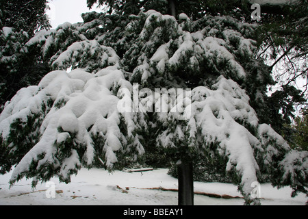 La giudea neve in Gush Etzion Foto Stock