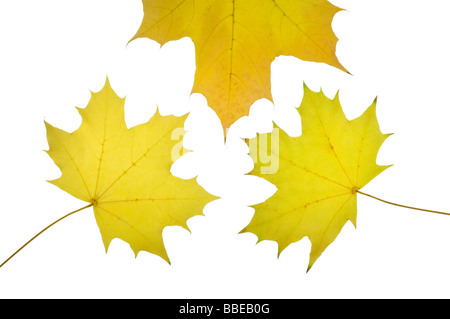 Albero di acero foglie Foto Stock
