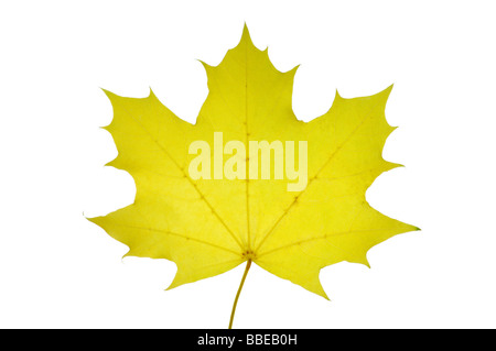 Foglia di acero albero Foto Stock