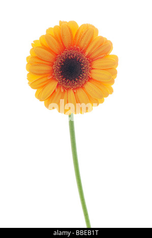 Gerbera Daisy Foto Stock