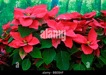 Stelle di Natale Foto Stock