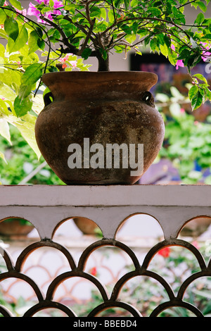 Potted Bougainvillea sulla ringhiera, Taxco, Guerrero, Messico Foto Stock