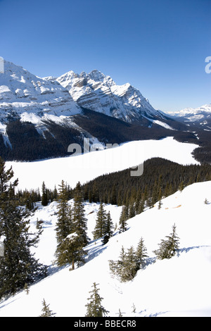 Peyto Lake, il Parco Nazionale di Banff, Canadian Rockies, Alberta, Canada Foto Stock