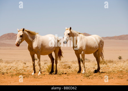 Cavalli selvaggi, Aus, Karas Regione, Namibia Foto Stock