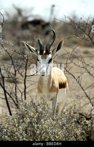 Springbok, il Parco Nazionale di Etosha, Regione di Kunene, Namibia Foto Stock