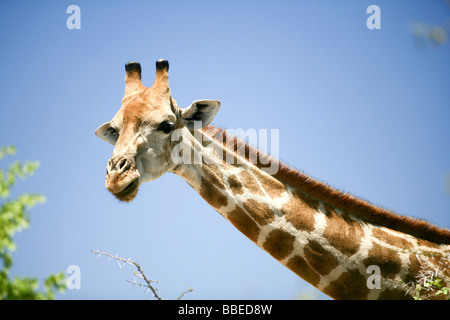 La giraffa, il Parco Nazionale di Etosha, Regione di Kunene, Namibia Foto Stock