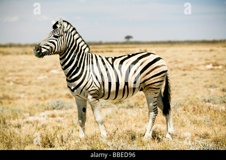 Zebra, il Parco Nazionale di Etosha, Regione di Kunene, Namibia Foto Stock