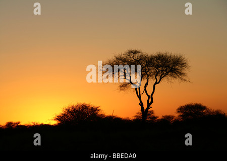 Tramonto, Okahandja, Regione di Otjozondjupa, Namibia Foto Stock