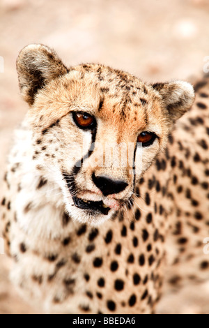 Close-up di ghepardo, Damaraland, Namibia Foto Stock