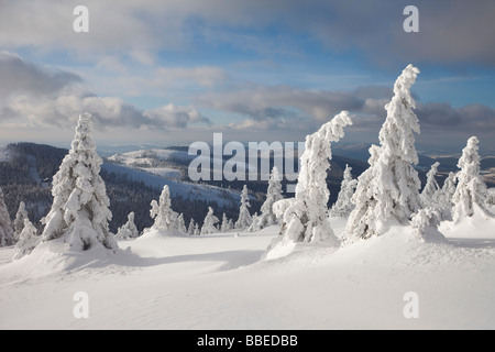 Coperte di neve Abete rosso in inverno, Grosser Arber Mountain, Foresta Bavarese, Baviera, Germania Foto Stock