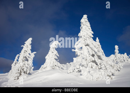 Coperte di neve Abete rosso in inverno, Grosser Arber Mountain, Foresta Bavarese, Baviera, Germania Foto Stock