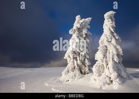 Coperte di neve Abete rosso in inverno, Grosser Arber Mountain, Foresta Bavarese, Baviera, Germania Foto Stock