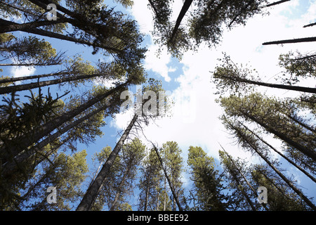 Guardando il Tree Tops Foto Stock