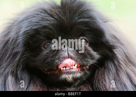 Ritratto di un cane Pekingese Foto Stock