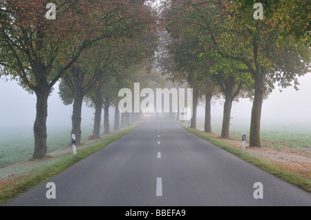 Strada in caso di nebbia, Fuerstenfeldbruck, Baviera, Germania Foto Stock