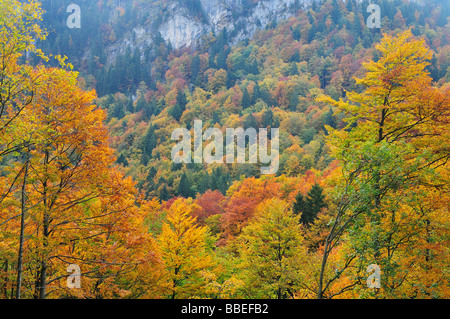 Foresta di Autunno in montagna, Alpi Bernesi, Svizzera Foto Stock