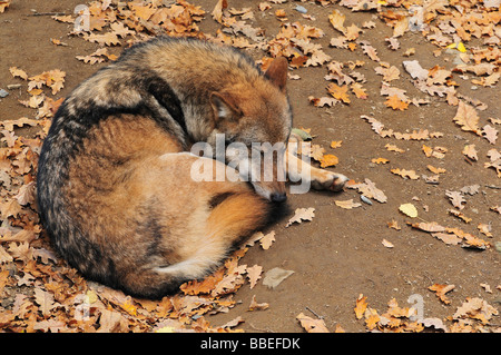 Sleeping Wolf, Bayerischer Wald, Baviera, Germania Foto Stock