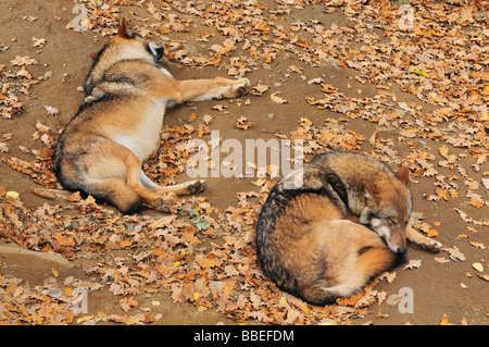 Sleeping lupi, Bayerischer Wald, Baviera, Germania Foto Stock