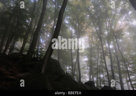 Foresta di nebbia, Reichenbach, Odenwald, Hesse, Germania Foto Stock