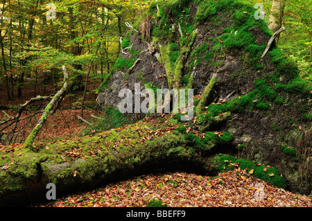 Albero caduto nella foresta, Schoenbuch, Baden-Württemberg, Germania Foto Stock
