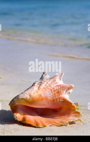 WEST INDIES Caraibi St Vincent e Grenadine Union Island conchiglia sul bordo dell'acqua sulla spiaggia di Clifton e. Foto Stock