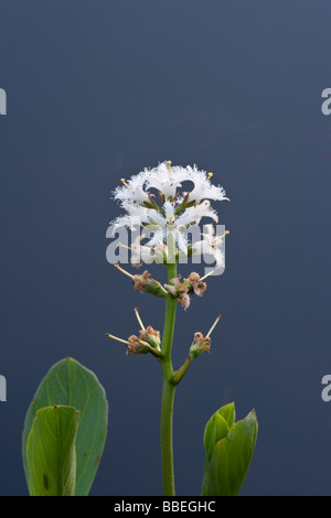 Bog bean in fiore Foto Stock