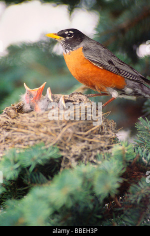 Robin con pulcini nel nido Foto Stock