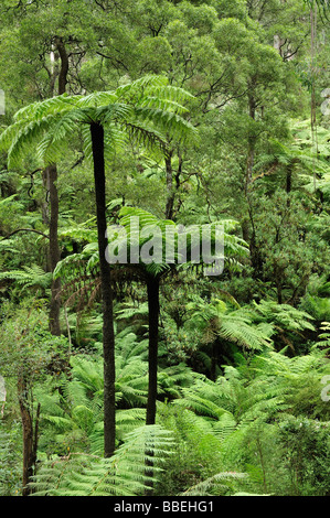 Felci arboree, Dandenong Ranges National Park, Victoria, Australia Foto Stock